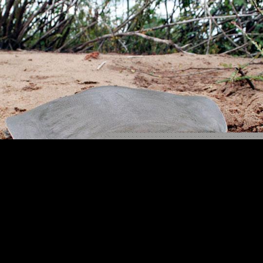 中华斑鳖灭绝了吗?中华斑鳖多少钱一只