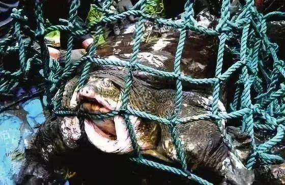 中华斑鳖灭绝了吗?中华斑鳖多少钱一只