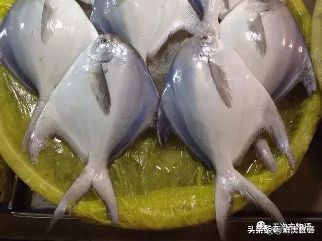 世界上10大名贵海鱼 第9种曾为四大海产之首