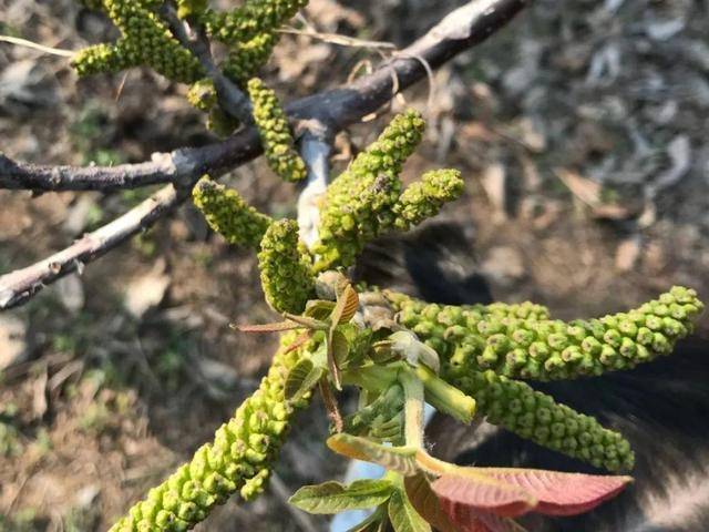野菜有哪些常见品种(农村100种野菜图片)
