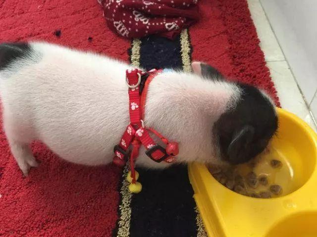 小香猪多少钱一只（小香猪真的长不大吗）