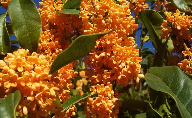 丹桂飘香是什么季节（丹桂和金桂哪个好）