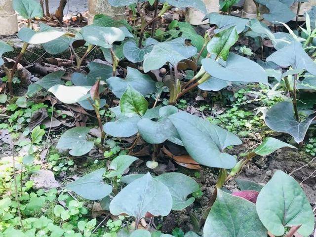 野菜有哪些常见品种(农村100种野菜图片)