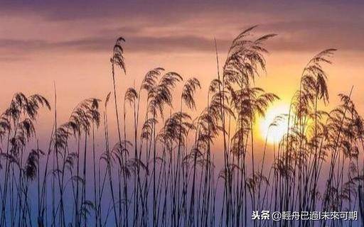 伊人在水一方啥意思(男人所谓伊人在水一方表达)