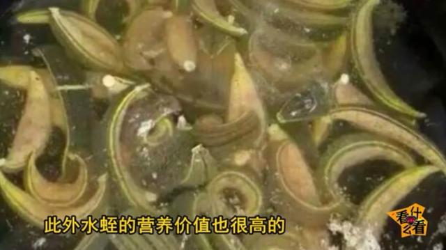 水蛭怎么吃?水蛭的功效与作用!