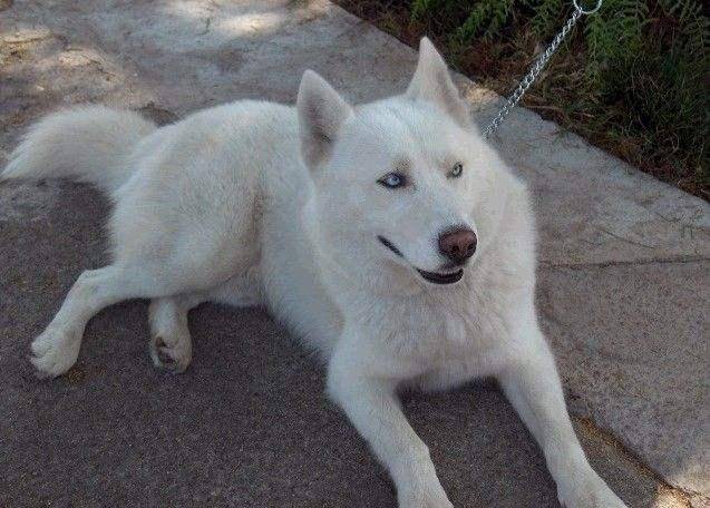 哈士奇什么颜色最贵（梦幻色哈士奇很稀有吗）