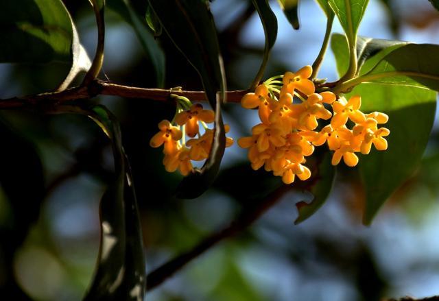 吹毛求疵是什么意思（吹毛求疵是褒义词还是贬义词）