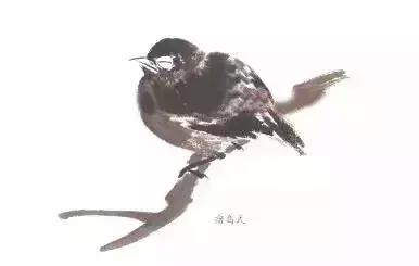 分步骤详解，写意翎毛基本画法，从结构到姿态，跟着学有大收获