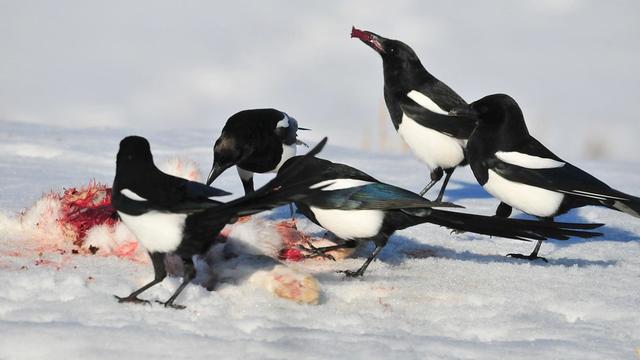 喜鹊吃什么食物（喜鹊吃生大米吗）