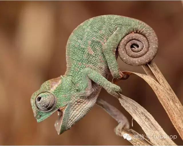 020变色龙多少钱一只？国王变色龙价格表！