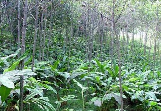 什么是草果 草果的功效与作用