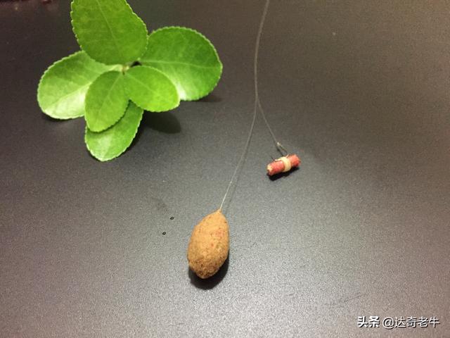 红虫颗粒怎么挂钩图解(红虫穿钩技巧)