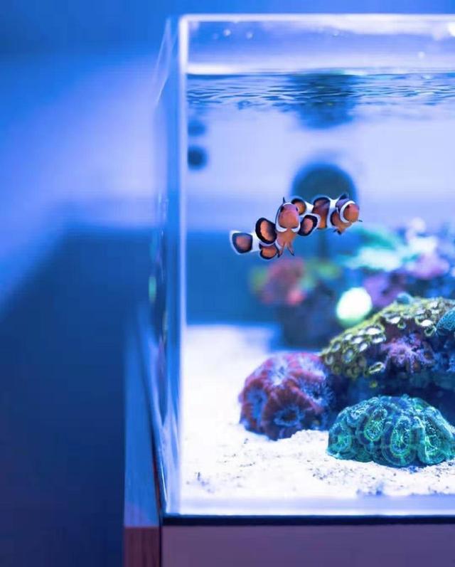 小丑鱼怎么养（新手最简单养小丑鱼的方法）