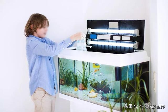 硝化细菌怎么用，直接放水里吗？