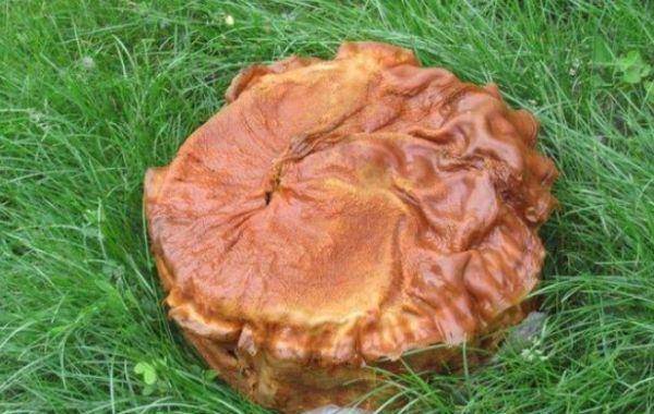 太岁是什么东西（吃活太岁的人现在怎么样了）