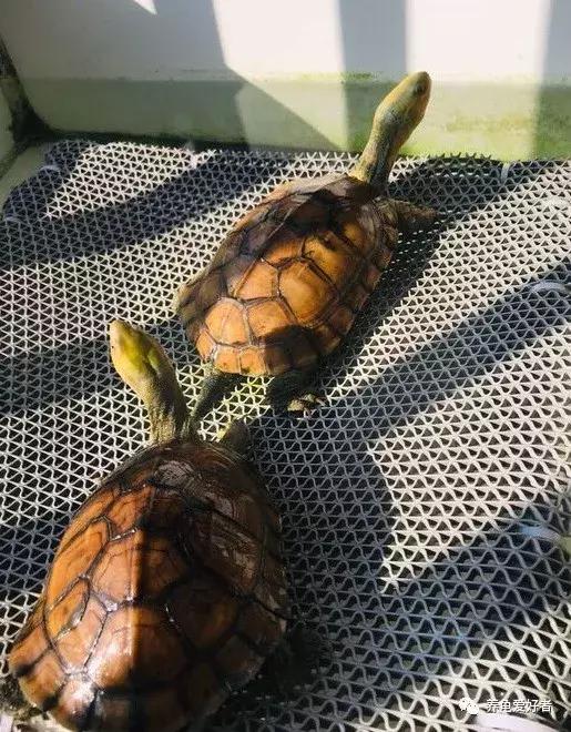 什么龟好养(十大最好养的乌龟又好看活得久)