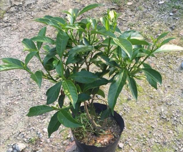 夜来香的养殖方法和注意事项 这样养才会开！