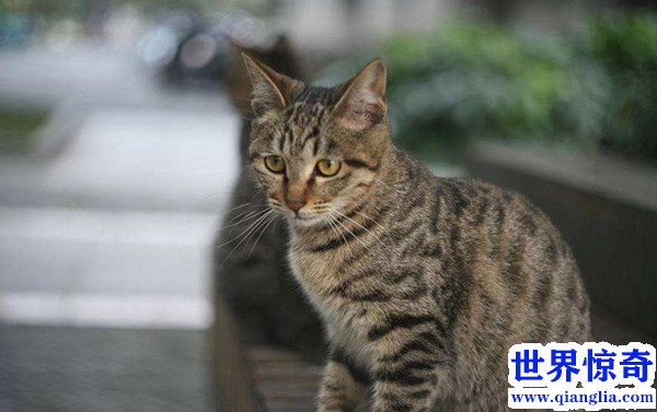 中华田园猫多少钱一只（中华田园猫价格列表）