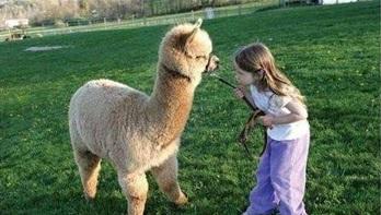 羊驼怎么叫(羊驼叫声是什么样子的)