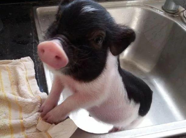 小香猪多少钱一只（小香猪真的长不大吗）