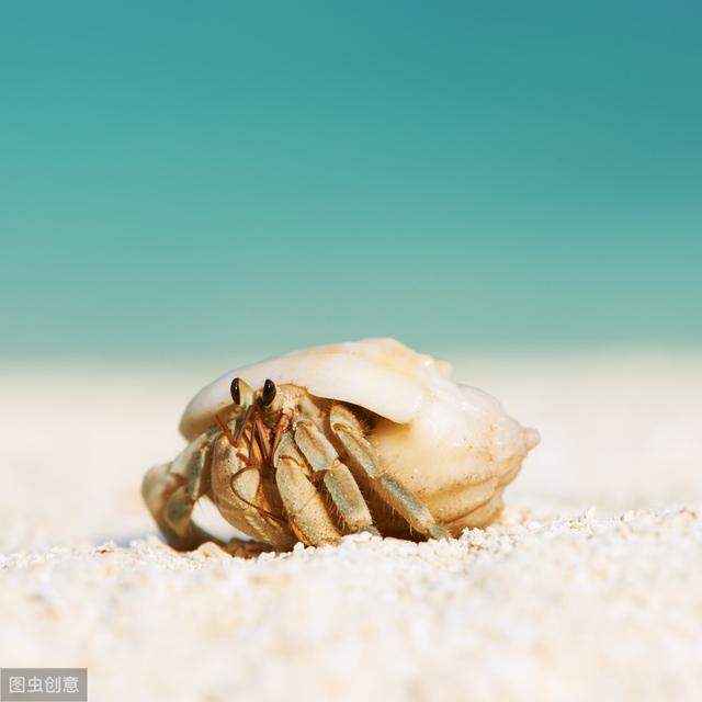 寄居蟹见过吗？那纯野生的呢？