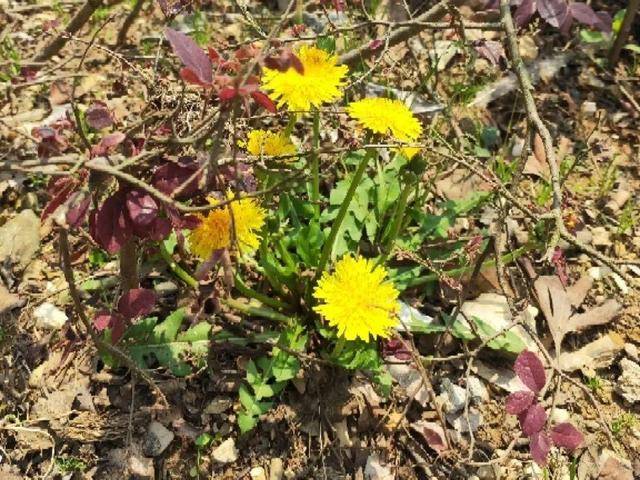 野菜有哪些常见品种(农村100种野菜图片)