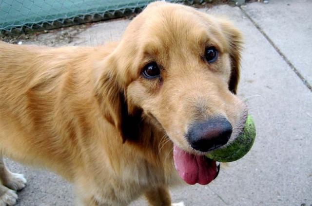 狂犬病发作会学狗叫吗（前期还有这些症状）