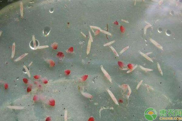 杨梅虫能吃吗（杨梅虫子怎么泡出来）