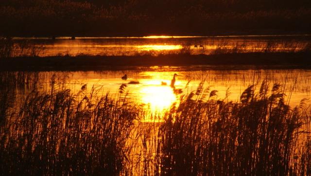 崇明岛有什么好玩的（崇明一日游旅游攻略）