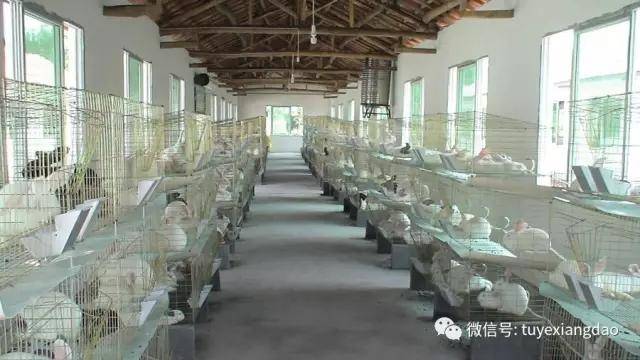 农村养兔子赚钱吗？养兔子创业可靠吗？
