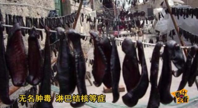 水蛭怎么吃?水蛭的功效与作用!