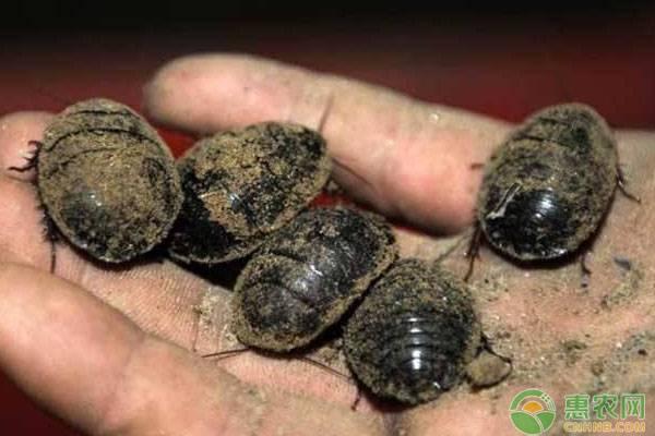 土元的功效与作用（土元的别名叫什么）