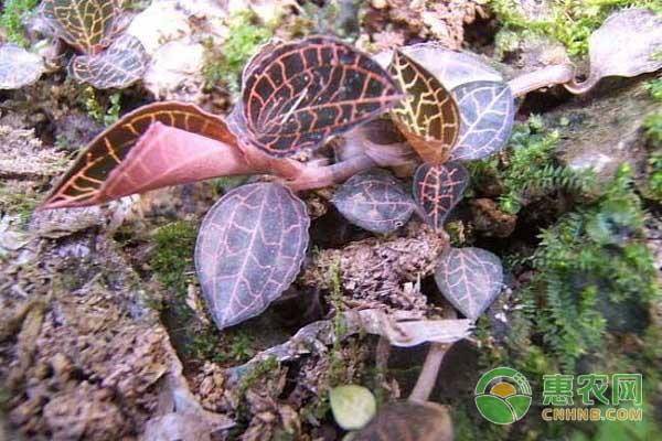 野生金线莲多少钱一斤(野生金线莲生长在什么地方)