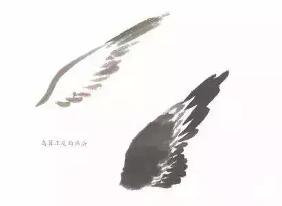分步骤详解，写意翎毛基本画法，从结构到姿态，跟着学有大收获