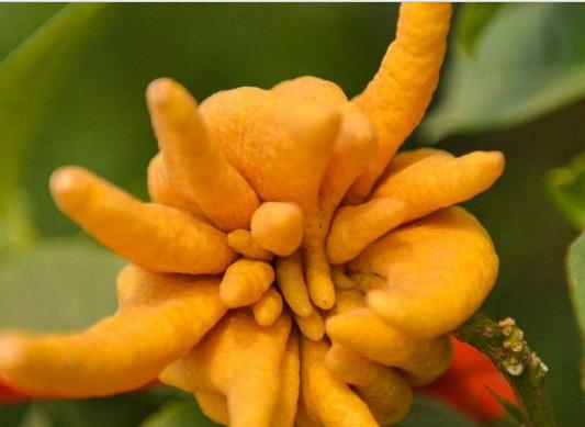 佛手柑怎么吃?佛手柑的功效与作用