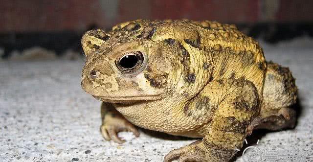 五毒之首哪个排第一(五毒大战谁活到最后)