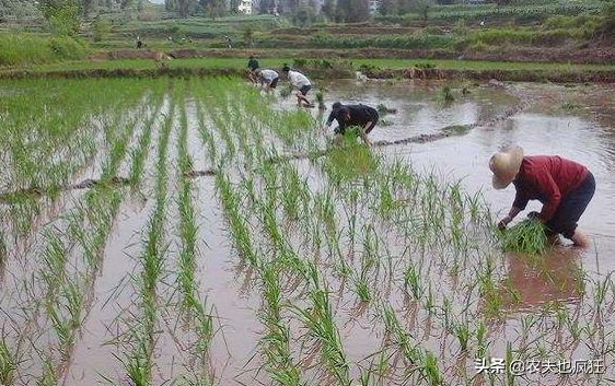 入伏从哪天算起（2020年哪天入伏）