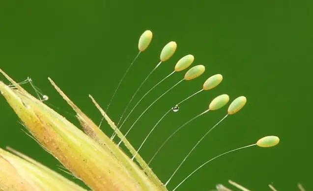 十大益虫（常见的益虫有哪些）