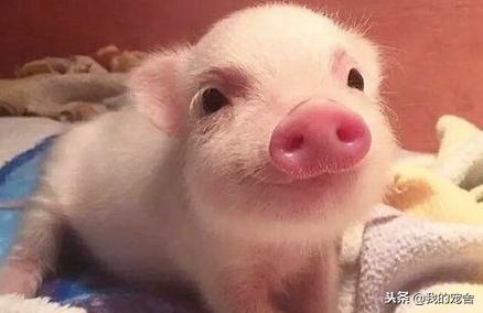 正宗小香猪多少钱一只？看清楚再买可别被忽悠啦