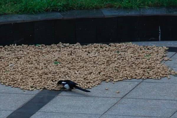 喜鹊吃什么食物（喜鹊吃生大米吗）