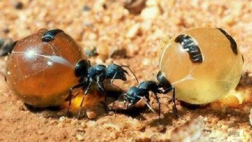 蜜罐蚁肚子**的图片（蜜罐蚁肚子**会死吗）