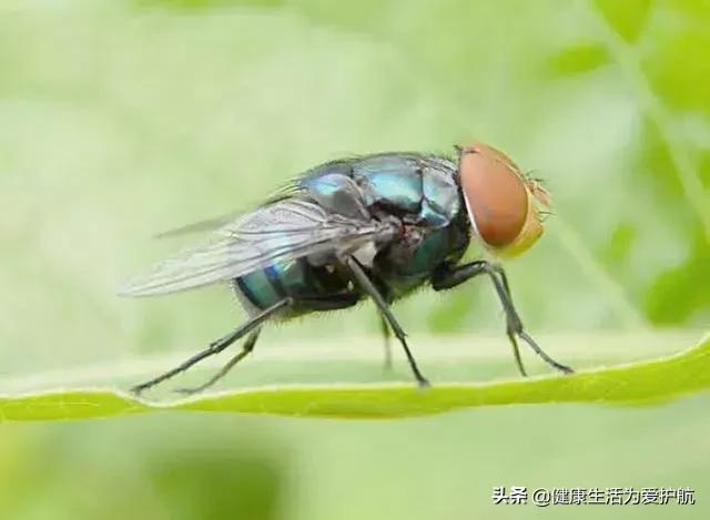 苍蝇为什么总搓手(为什么苍蝇喜欢搓手挠头)