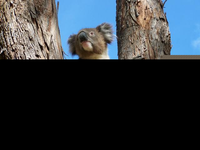 树懒和考拉的区别（树懒和考拉是一个动物吗）