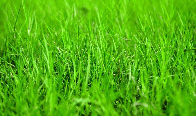 薅是什么意思(网络用语薅羊毛什么意思)