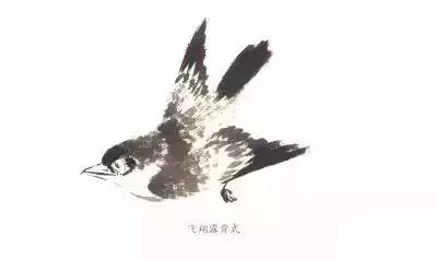 分步骤详解，写意翎毛基本画法，从结构到姿态，跟着学有大收获