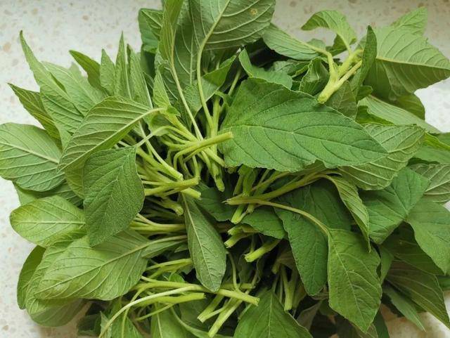 野菜有哪些常见品种(农村100种野菜图片)