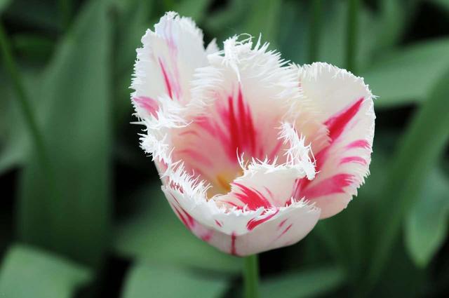 紫色郁金香花语和寓意(内附各种颜色郁金香花语)