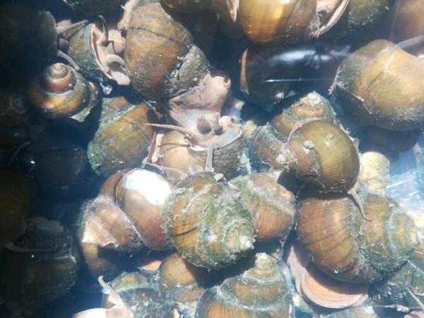 怎样区分田螺和福寿螺(福寿螺和田螺的区别)