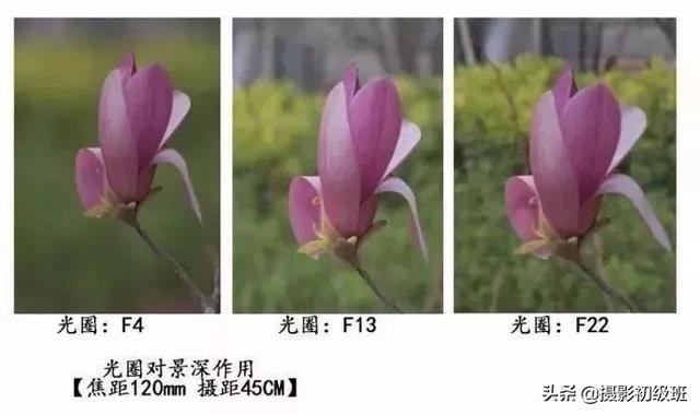 景深是什么意思_景深大小不同的对比照片