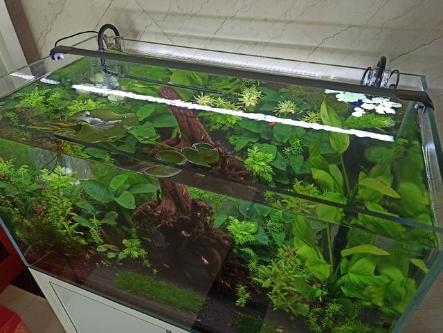 自来水养鱼怎么才不死？自来水养鱼怎么处理水